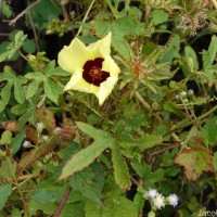 Hibiscus surattensis L.